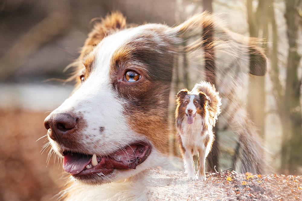 Hundefotos Bielefeld
