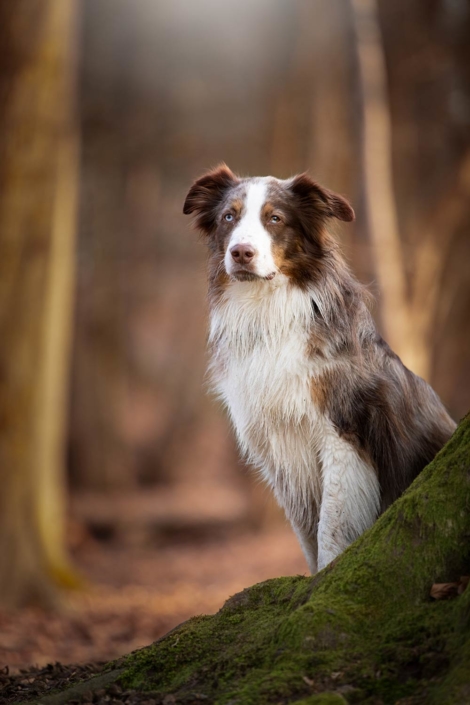 Hundefotos Bielefeld