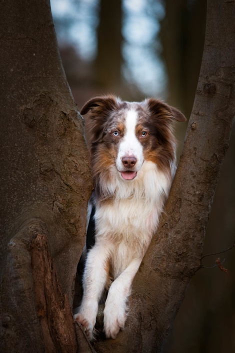 Hundefotos Bielefeld