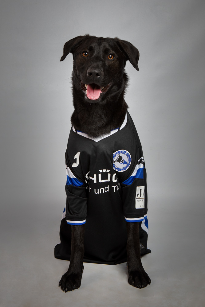 Hundefotografie Bielefeld