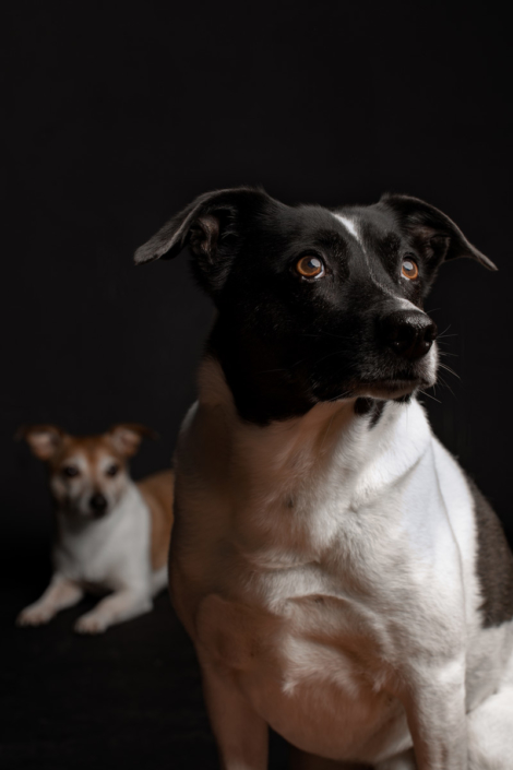 Hundefotografie Bielefeld