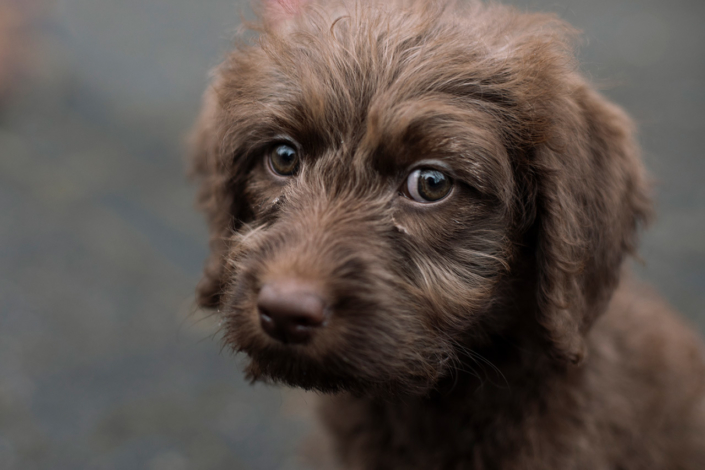 Hundefotografie Bielefeld