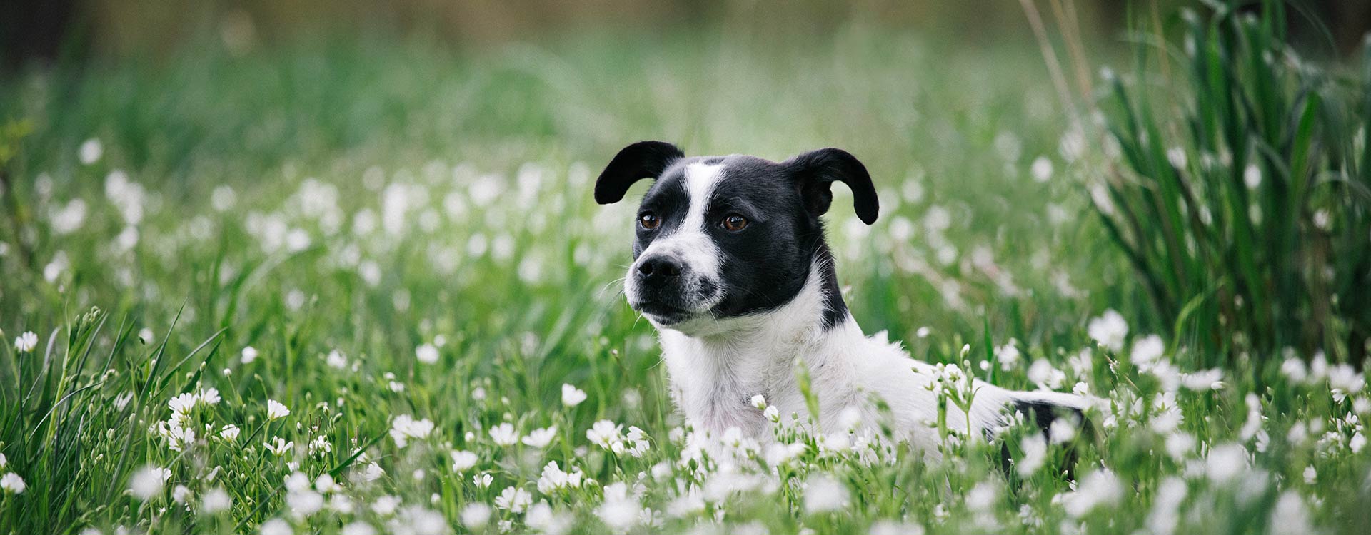 Hundefotografie Bielefeld
