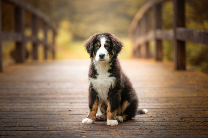 Hundefotografie Bielefeld Outdoor