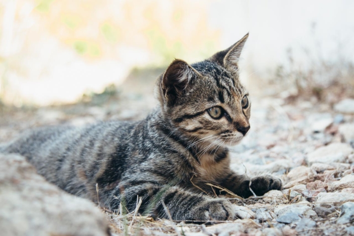 Katzenfotografie Bielefeld