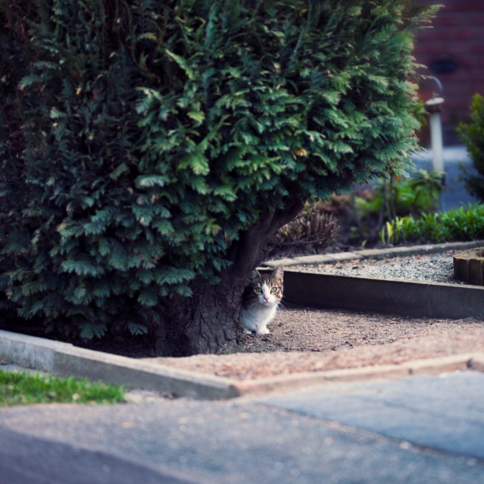 Katzenfotografie Bielefeld