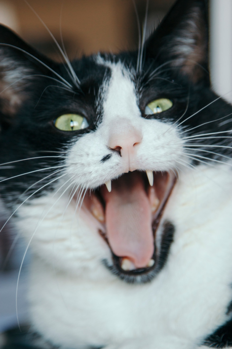 Katzenfotografie Bielefeld