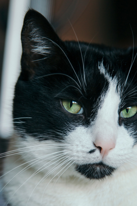 Katzenfotografie Bielefeld