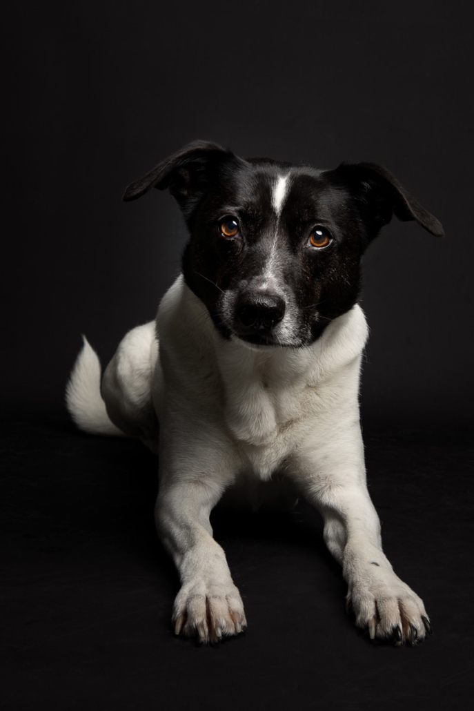 Hundefotografie Bielefeld