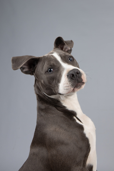 Hundefotografie Bielefeld