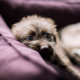 Hundefotografie Bielefeld