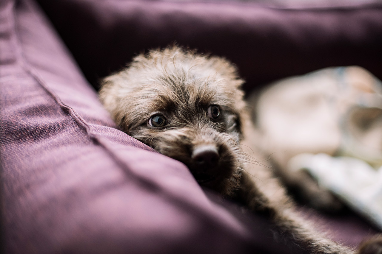 Hundefotografie Bielefeld