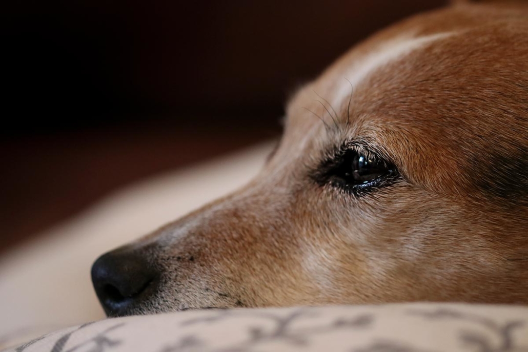 Hundefotografie Bielefeld