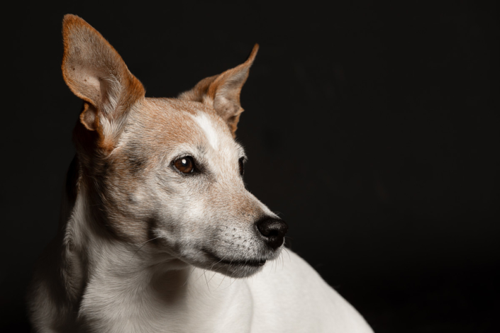 Hundefotografie Bielefeld