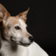 Hundefotografie Bielefeld