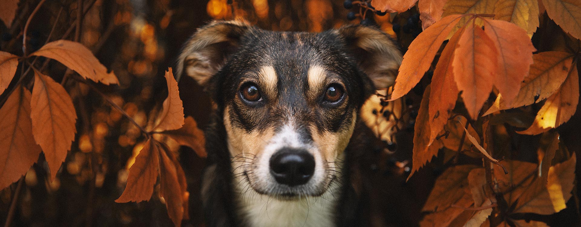 Hundefotos Bielefeld
